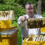 2005 Bei meinen Bienenstöcken