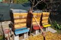 03_Auswinterung der Bienen