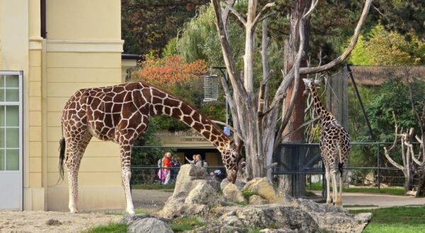 Besuch Tiergarten Schönbrunn