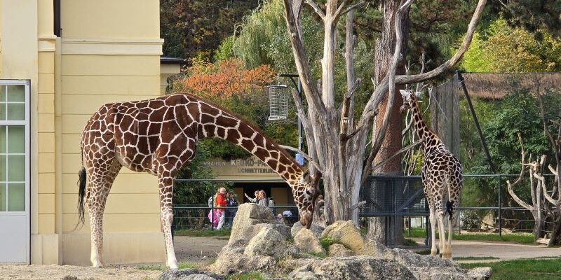 Besuch Tiergarten Schönbrunn